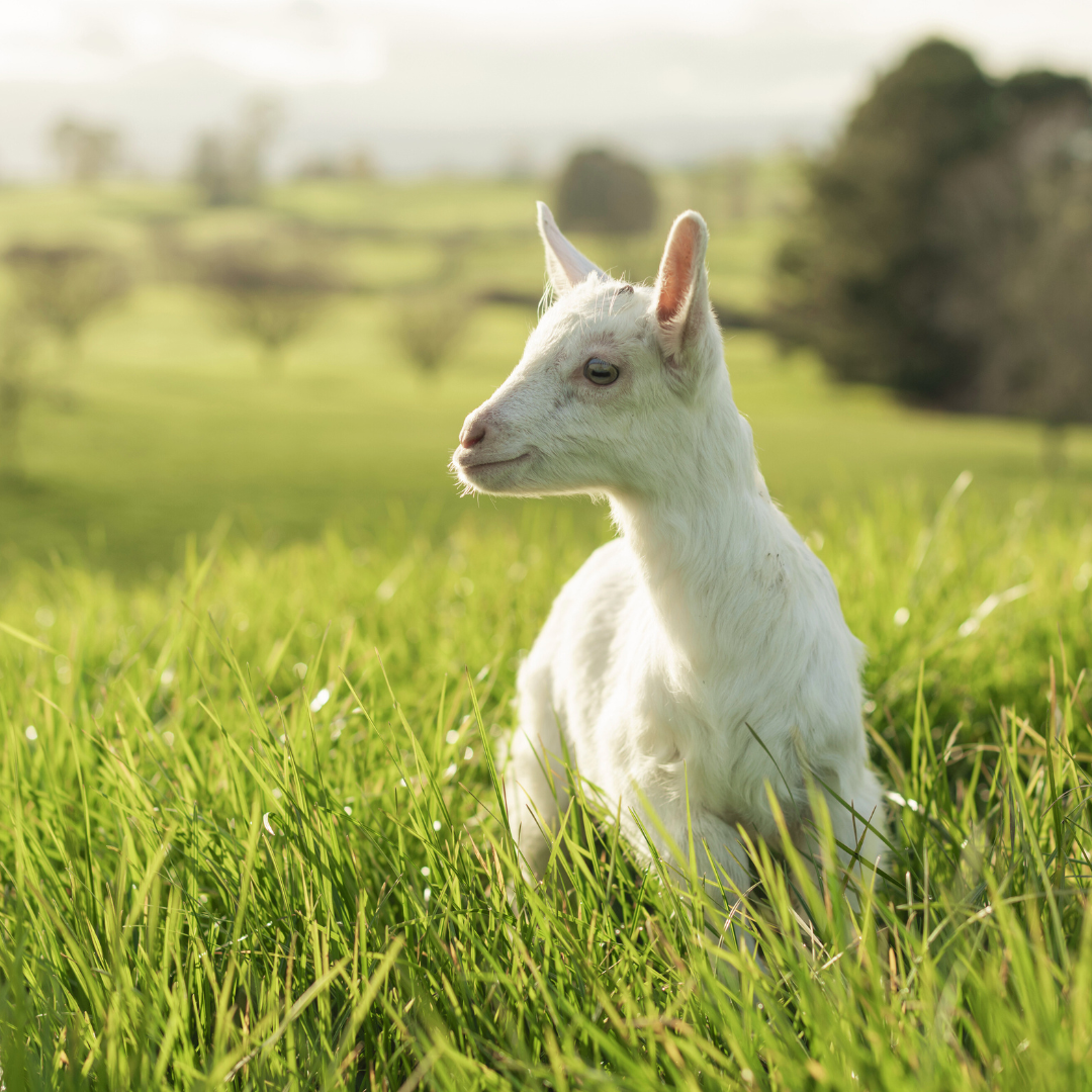 Nannycare Goat Milk Formula & the Myth About Food Miles