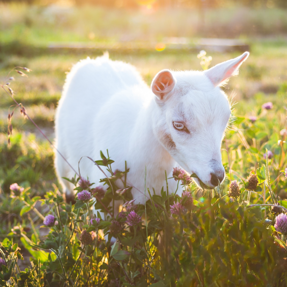 The Story of Goat Milk: A Planet-Friendly and Timeless Tradition